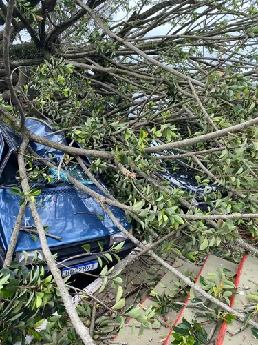 Árvore em frente ao Cemitério Cristo Rei cai sobre carros em Apucarana