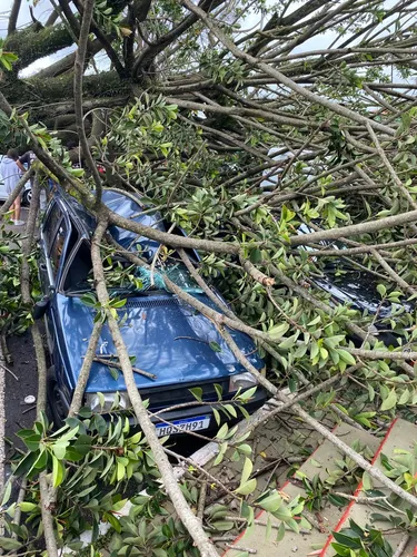 Árvore em frente ao Cemitério Cristo Rei cai sobre carros em Apucarana