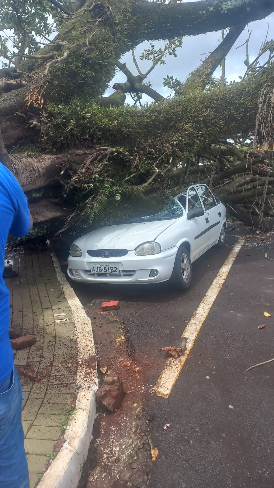 Árvore em frente ao Cemitério Cristo Rei cai sobre carros em Apucarana