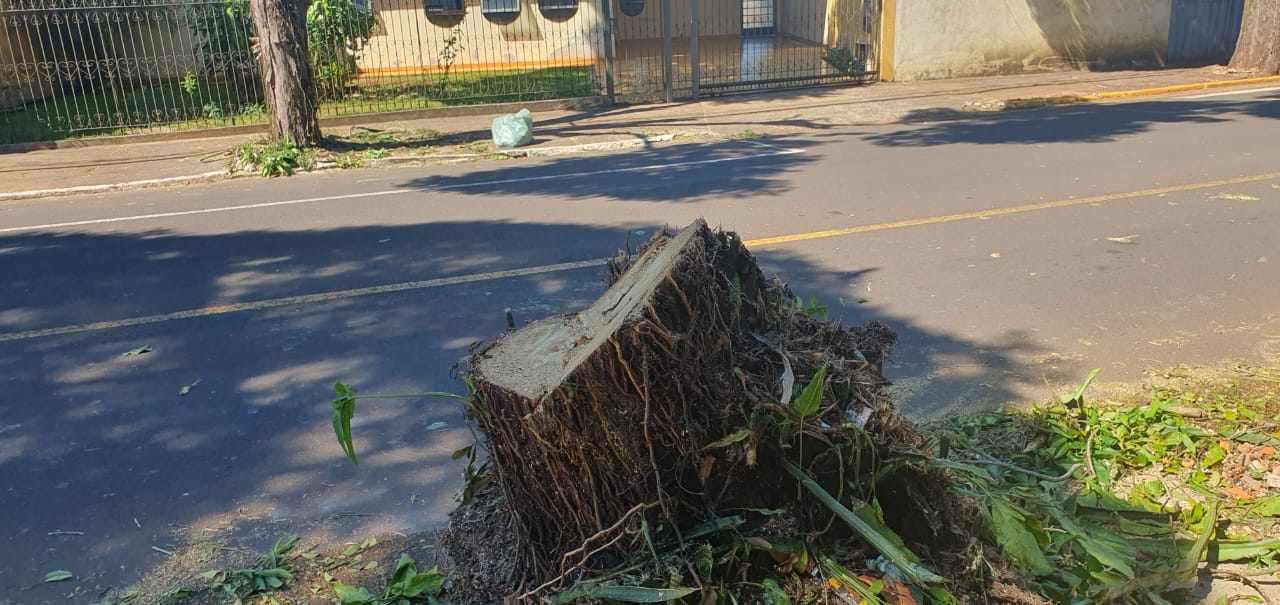 Prefeitura de Apucarana diz que árvores abatidas estavam condenadas