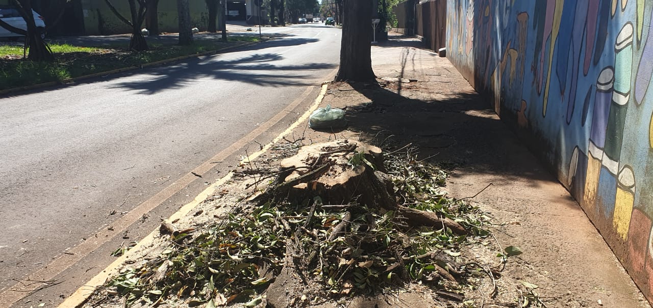 Prefeitura de Apucarana diz que árvores abatidas estavam condenadas