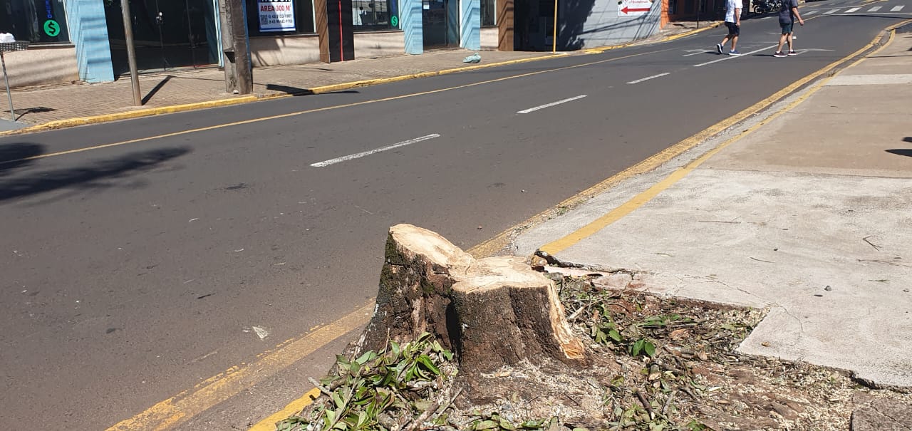 Prefeitura de Apucarana diz que árvores abatidas estavam condenadas