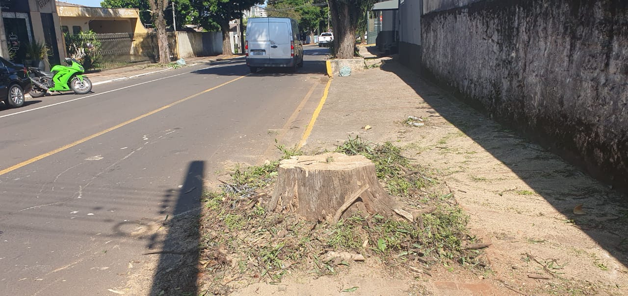 Prefeitura de Apucarana diz que árvores abatidas estavam condenadas