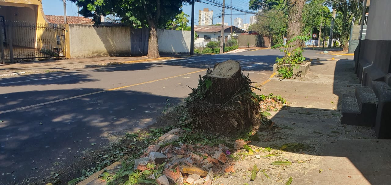 Prefeitura de Apucarana diz que árvores abatidas estavam condenadas