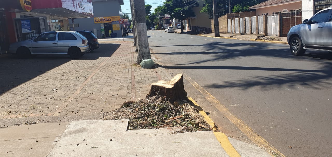 Prefeitura de Apucarana diz que árvores abatidas estavam condenadas
