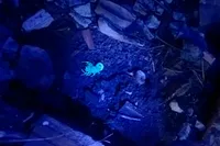 Escorpiões são capturados após menino de 3 anos morrer em Cambará