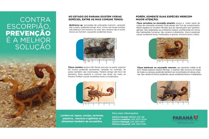 Escorpiões são capturados após menino de 3 anos morrer em Cambará
