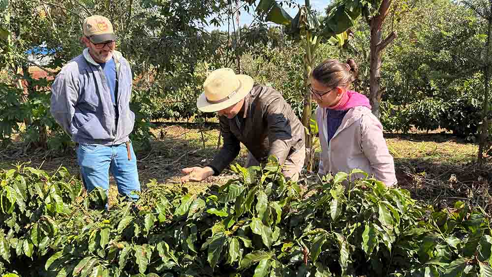 Café em agrofloresta