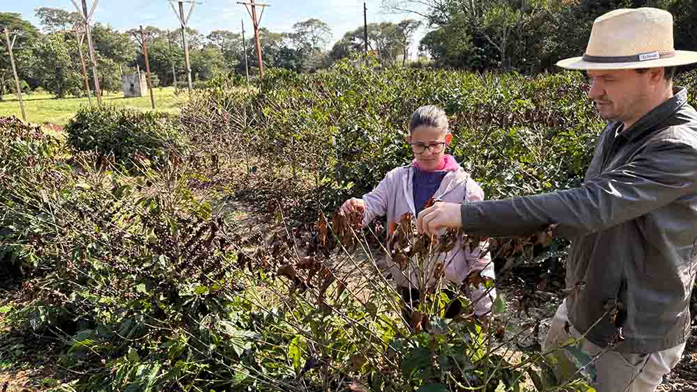 Café modelo convencional