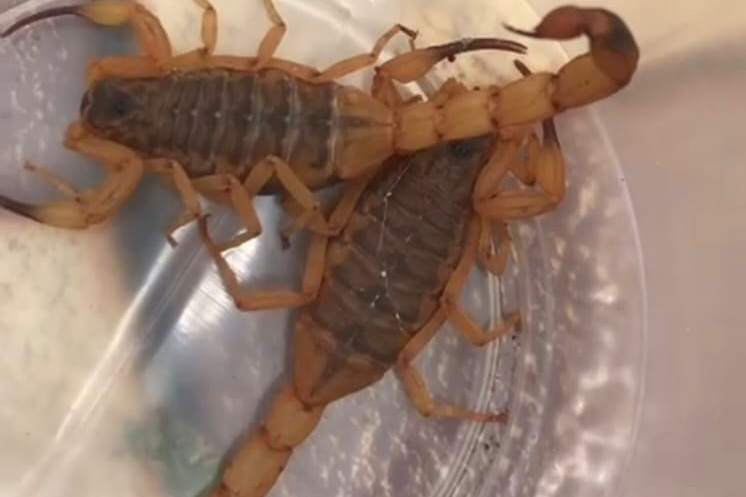 Escorpiões são capturados após menino de 3 anos morrer em Cambará