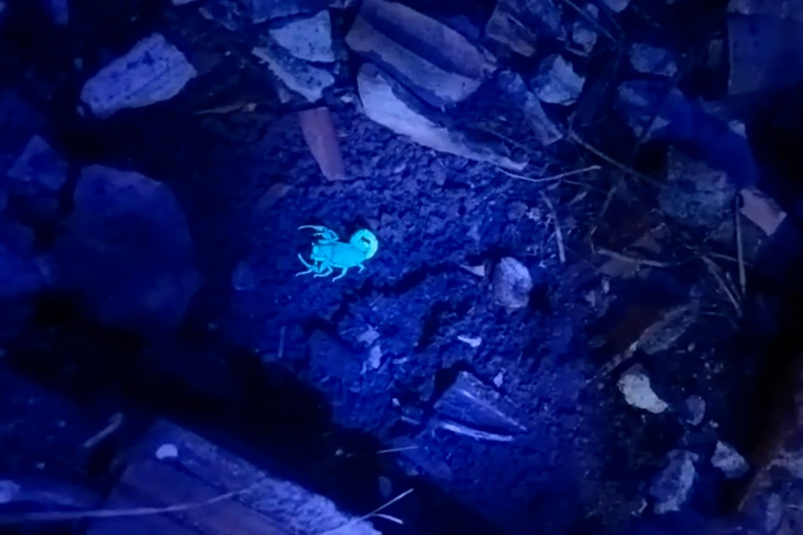 Escorpiões são capturados após menino de 3 anos morrer em Cambará