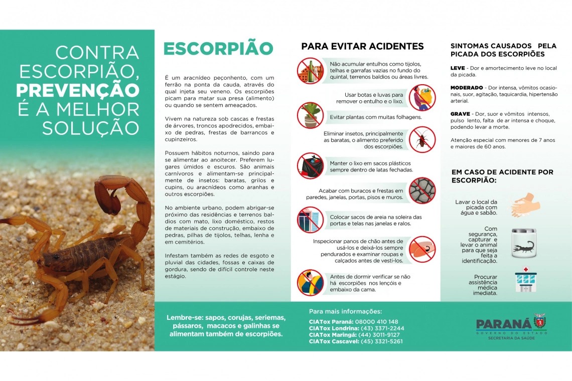 Escorpiões são capturados após menino de 3 anos morrer em Cambará