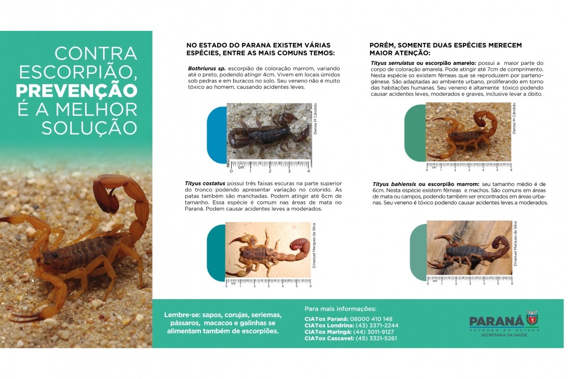 Escorpiões são capturados após menino de 3 anos morrer em Cambará