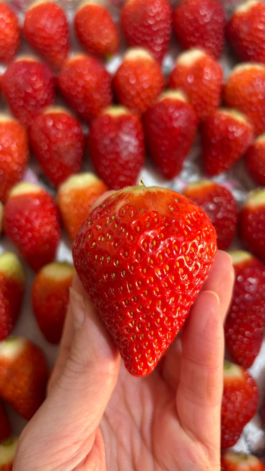 Febre do “morango do amor” eleva faturamento de confeiteiras em 80% no PR