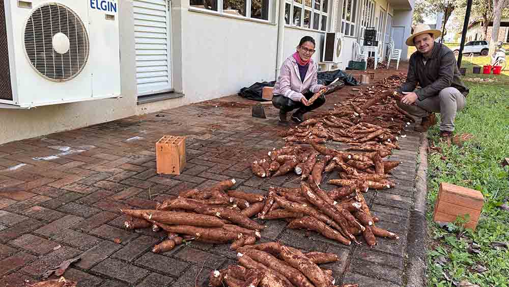 Variedades de mandioca