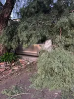 Árvore cai sobre dois veículos em bairro de Apucarana; veja