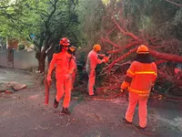 Árvore cai sobre dois veículos em bairro de Apucarana; veja