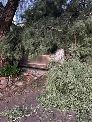 Árvore cai sobre dois veículos em bairro de Apucarana; veja