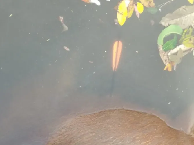 Capivara é encontrada morta com flecha no corpo em Apucarana