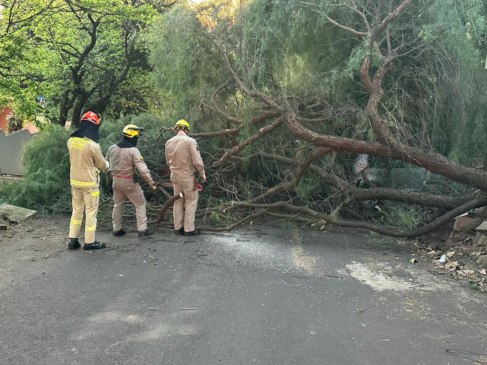 Árvore cai sobre dois veículos em bairro de Apucarana; veja