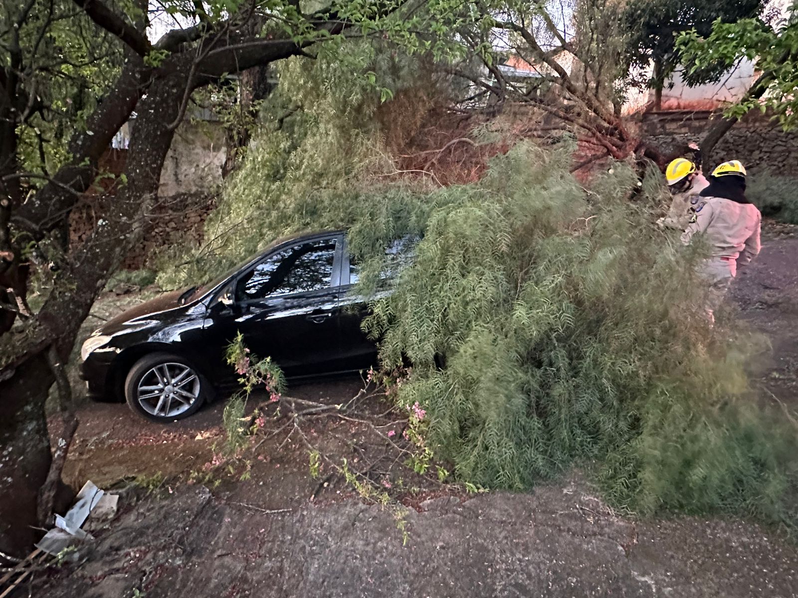 Árvore cai sobre dois veículos em bairro de Apucarana; veja