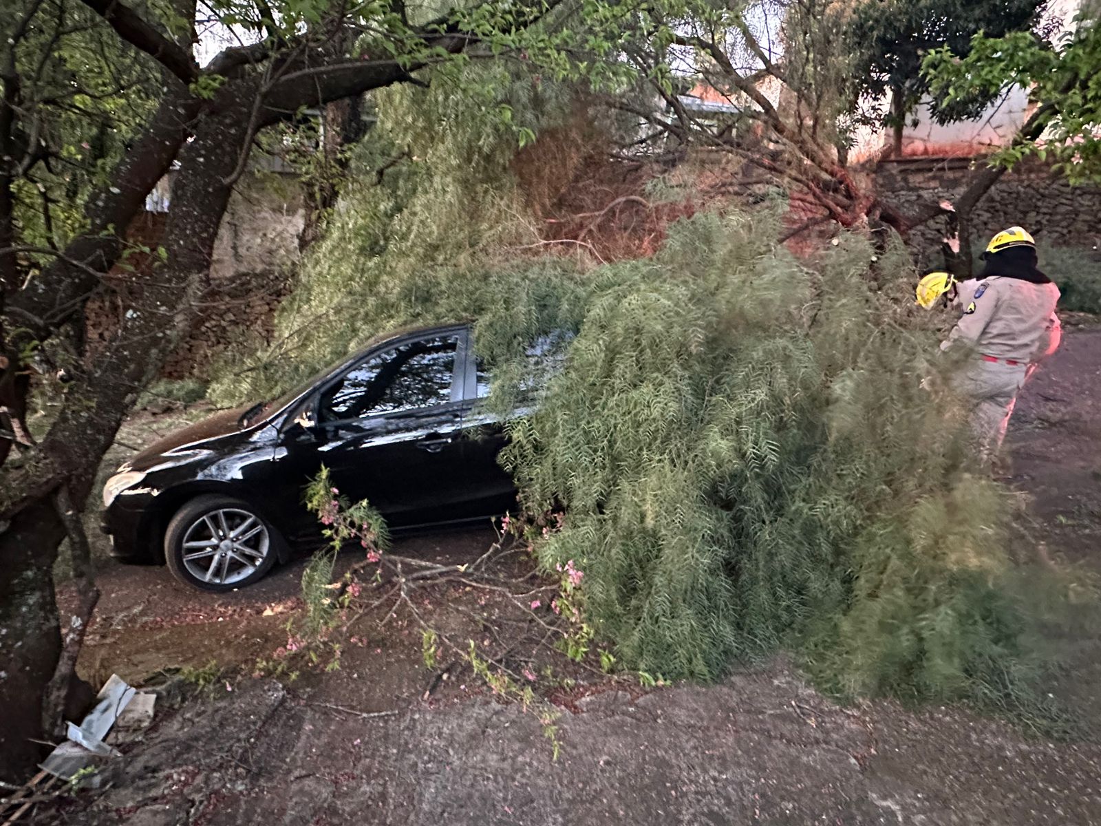 Árvore cai sobre dois veículos em bairro de Apucarana; veja