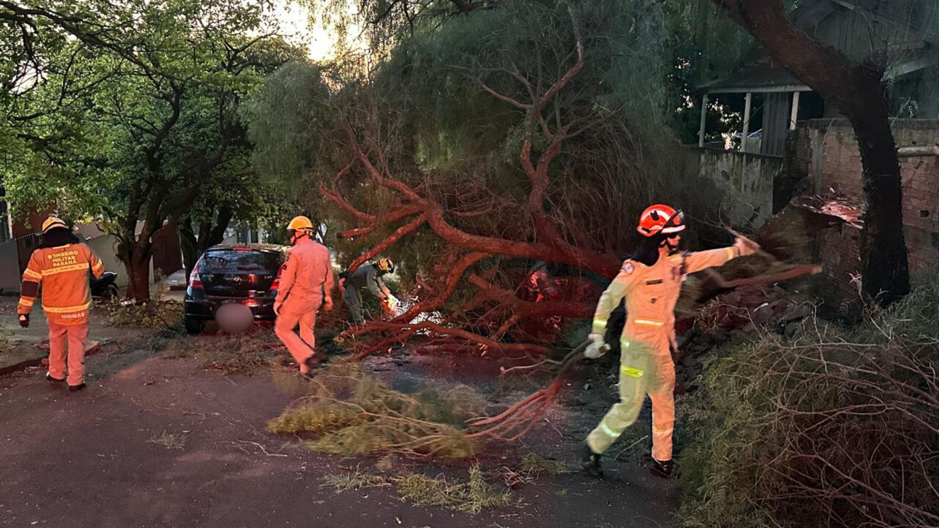 Árvore cai sobre dois veículos em bairro de Apucarana; veja