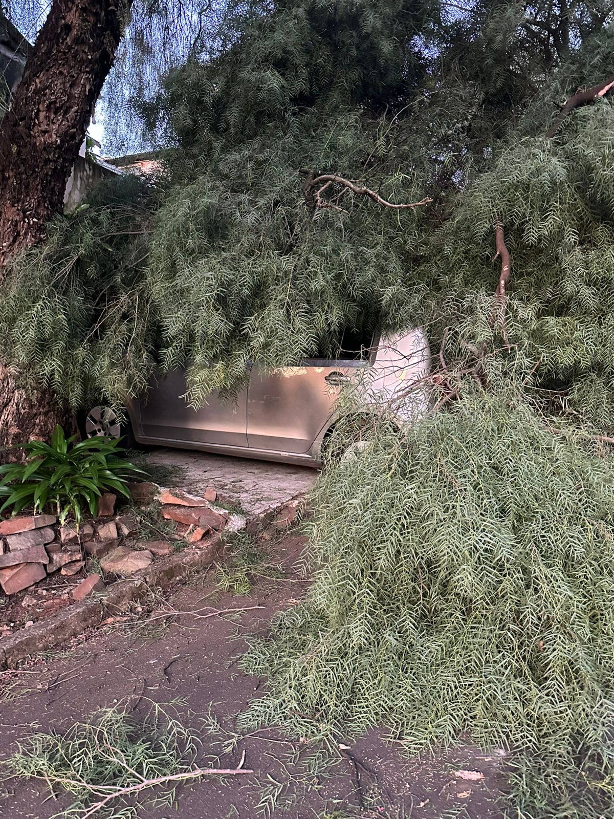 Árvore cai sobre dois veículos em bairro de Apucarana; veja