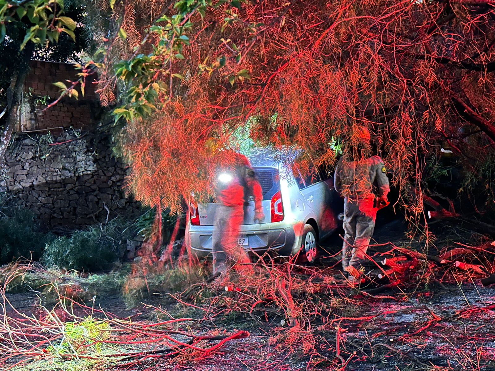 Árvore cai sobre dois veículos em bairro de Apucarana; veja