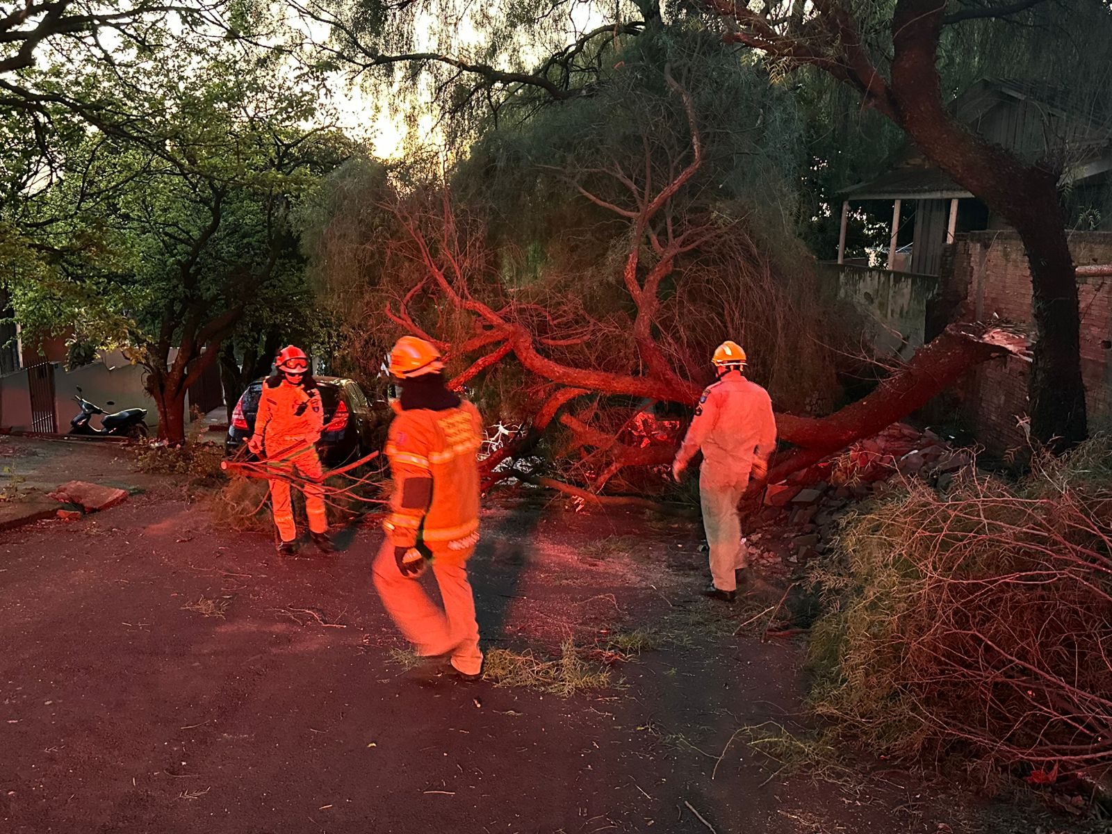 Árvore cai sobre dois veículos em bairro de Apucarana; veja