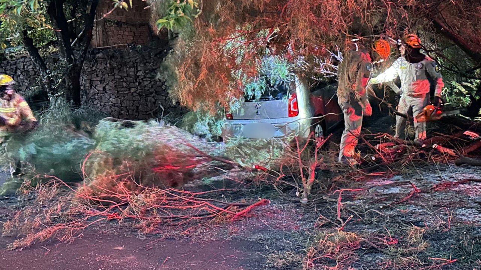 Árvore cai sobre dois veículos em bairro de Apucarana; veja
