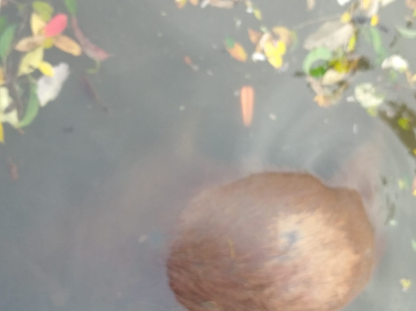 Capivara é encontrada morta com flecha no corpo em Apucarana