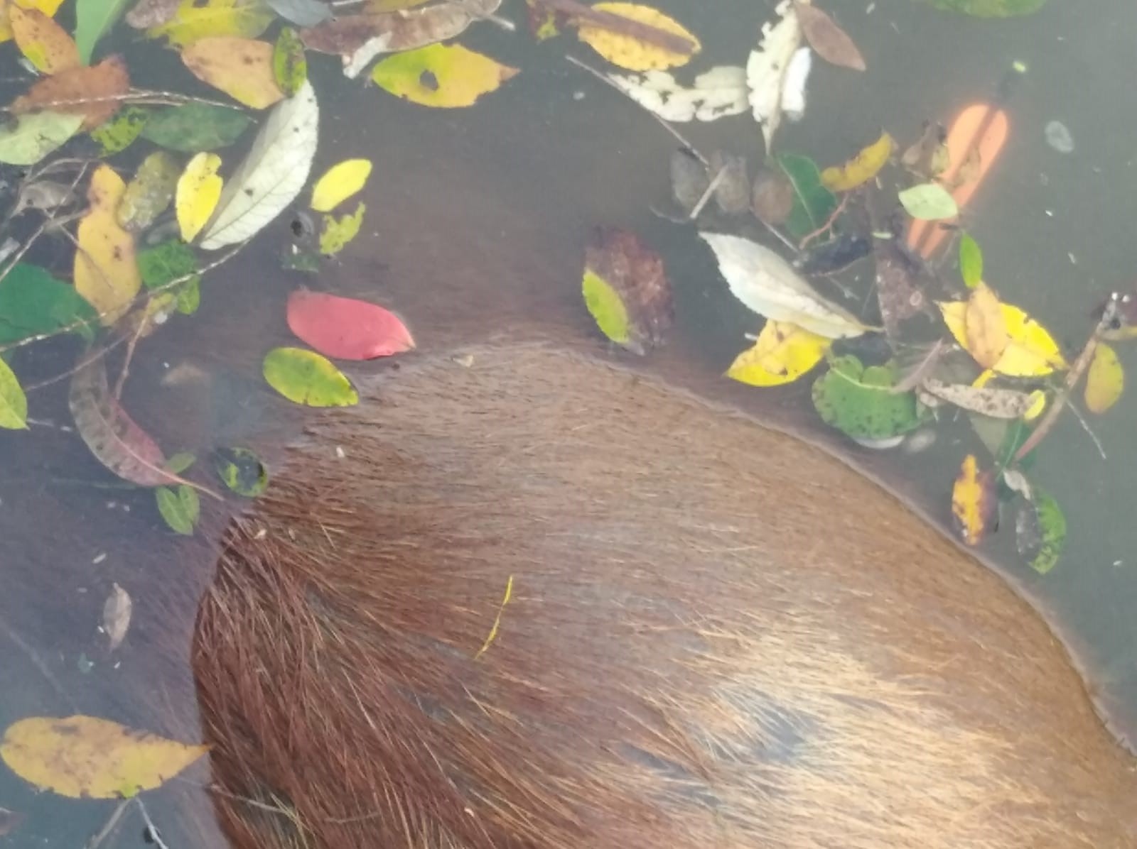 Capivara é encontrada morta com flecha no corpo em Apucarana