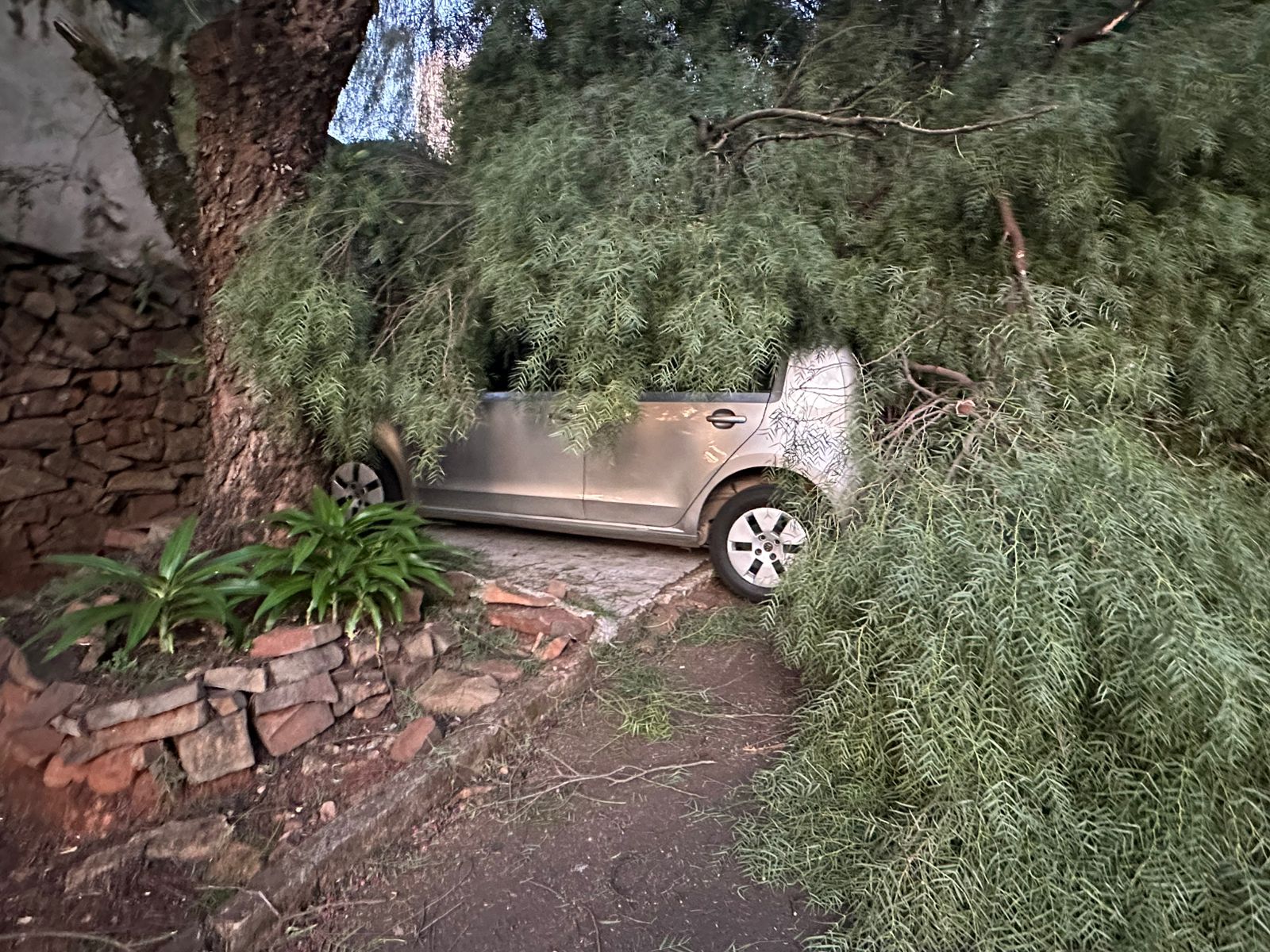 Carro atingido por árvore em Apucarana