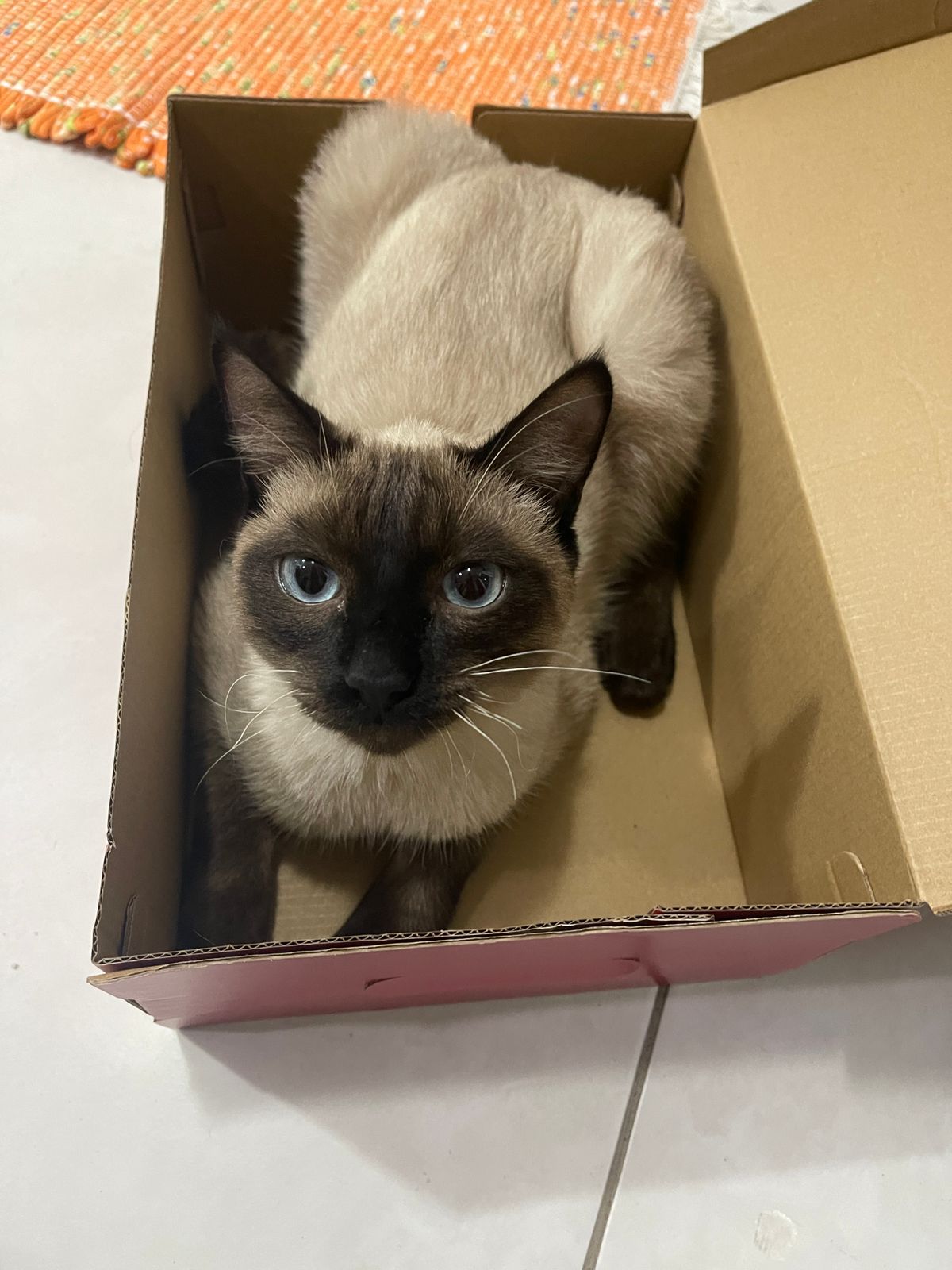 Gato siamês desaparece próximo ao Lago Jaboti em Apucarana