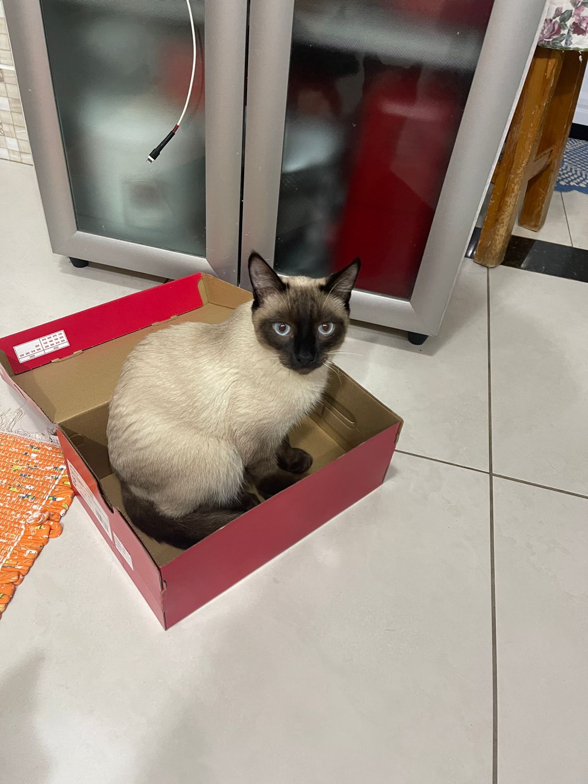 Gato siamês desaparece próximo ao Lago Jaboti em Apucarana