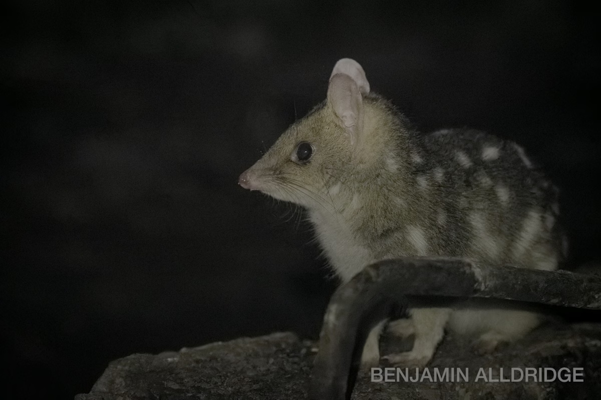 Marsupial que brilha no escuro é visto pela 1ª vez na Tasmânia