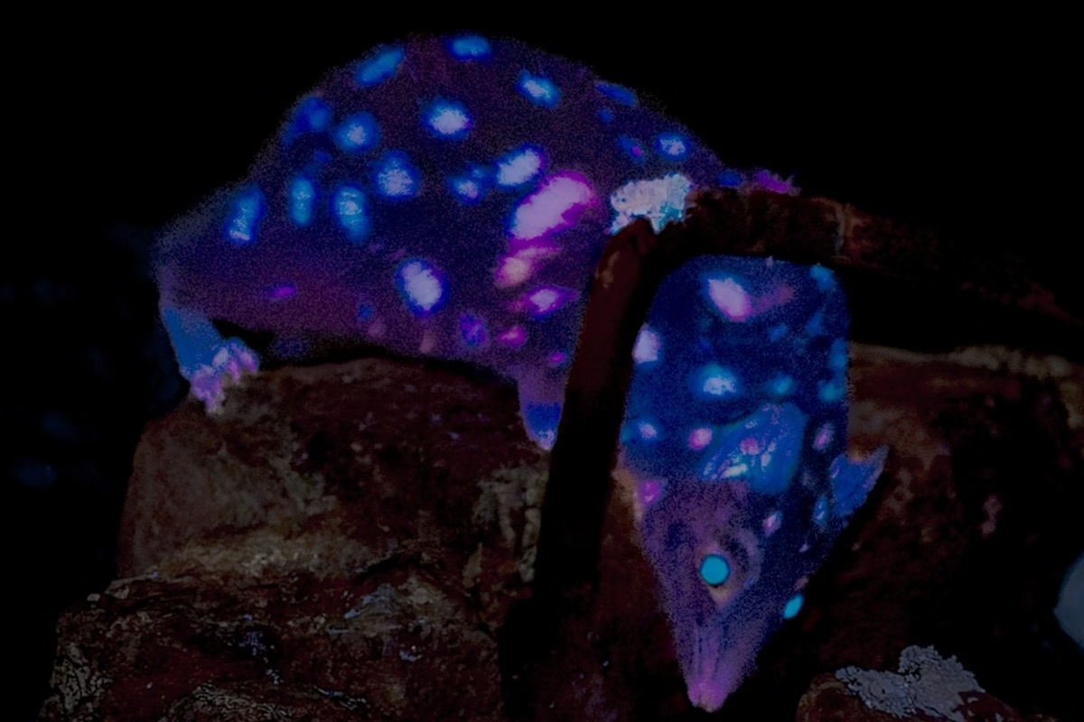 Marsupial que brilha no escuro é visto pela 1ª vez na Tasmânia