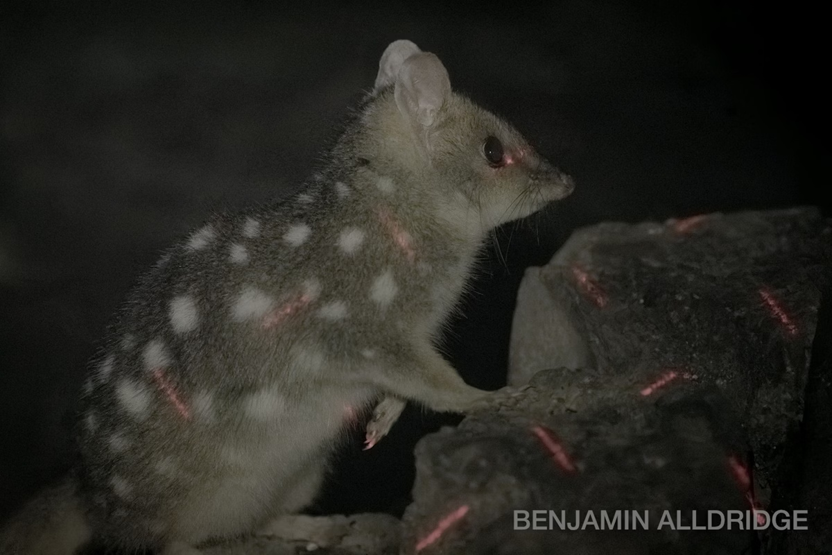 Marsupial que brilha no escuro é visto pela 1ª vez na Tasmânia