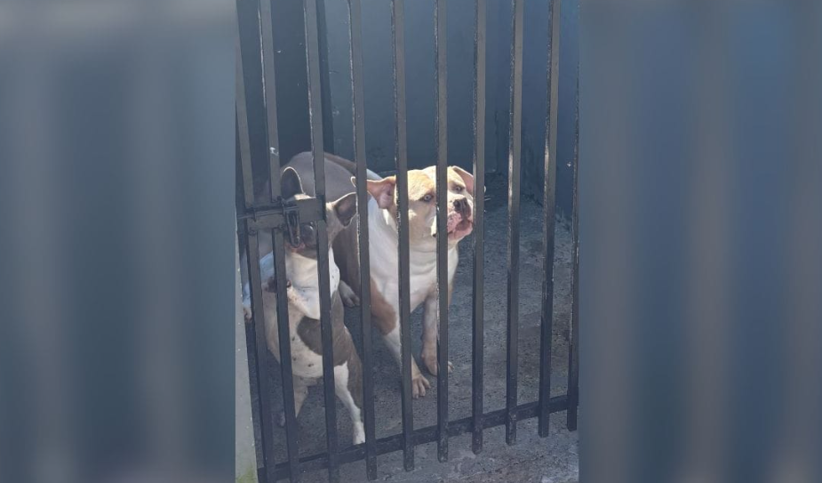 Canil clandestino com cães de raça é descoberto em Santa Catarina