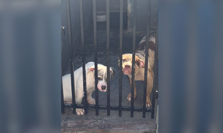 Canil clandestino com cães de raça é descoberto em Santa Catarina