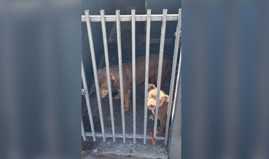 Canil clandestino com cães de raça é descoberto em Santa Catarina