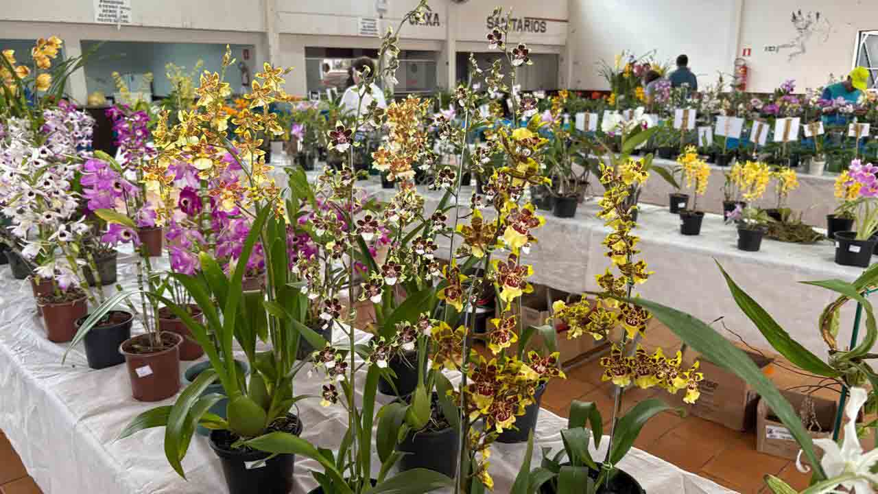 Exposição de Orquídeas em Jardim Alegre atrai grande público