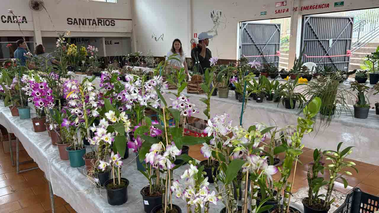 Exposição de Orquídeas em Jardim Alegre atrai grande público