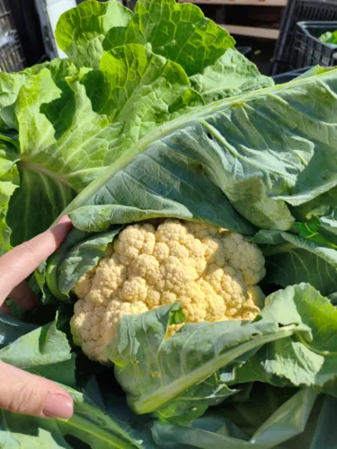 Arapongas reforça compromisso com segurança alimentar no Dia Mundial