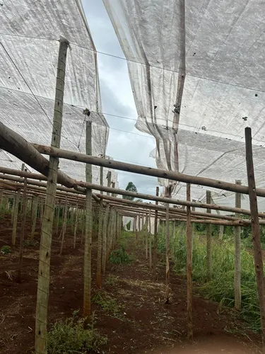 'Perdemos uns R$ 100 mil', diz produtor rural após temporal em Cambira