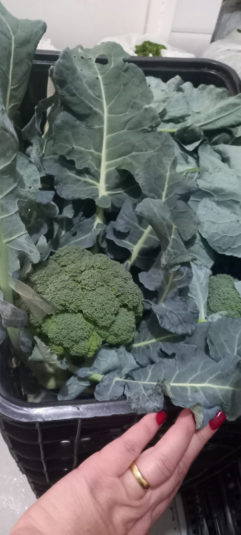 Arapongas reforça compromisso com segurança alimentar no Dia Mundial