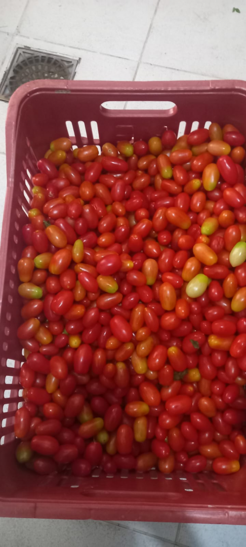 Arapongas reforça compromisso com segurança alimentar no Dia Mundial