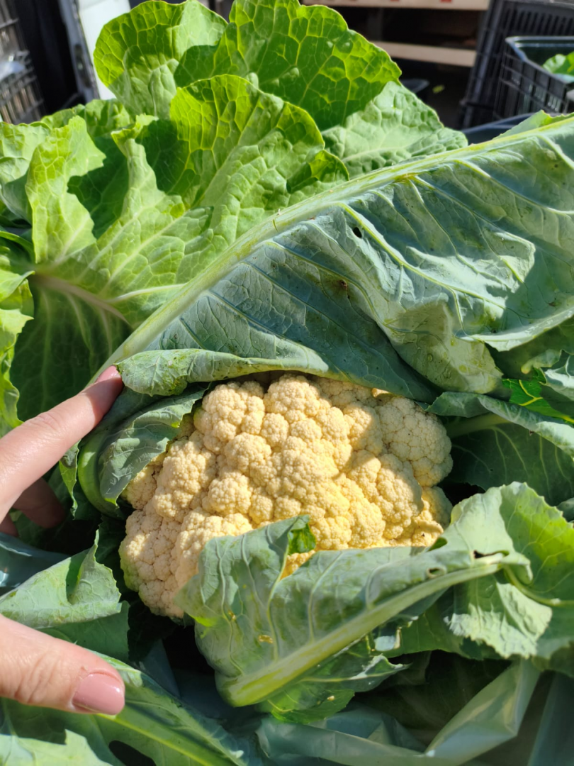 Arapongas reforça compromisso com segurança alimentar no Dia Mundial