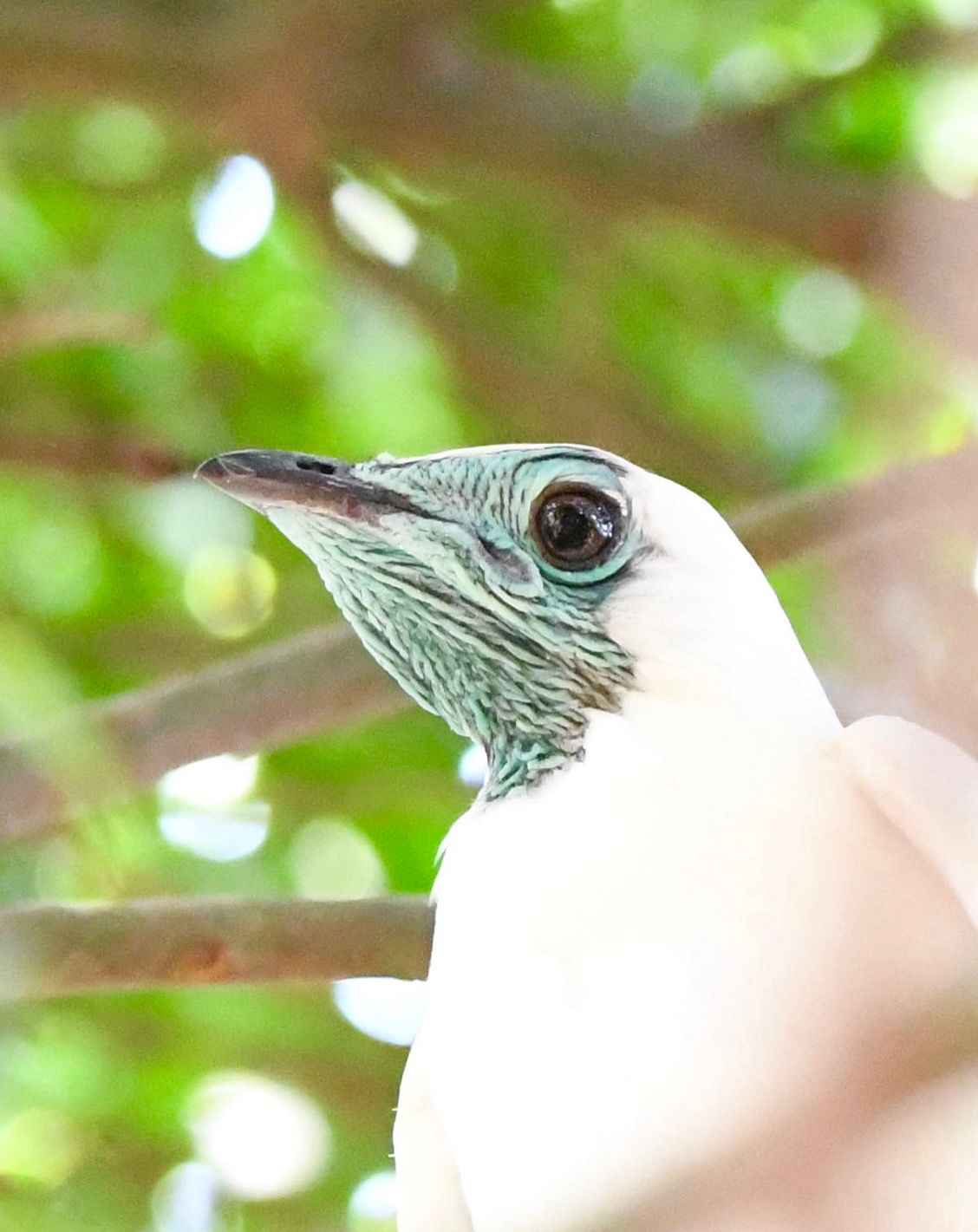 Arapongas tem registro raro de ave que dá nome ao município